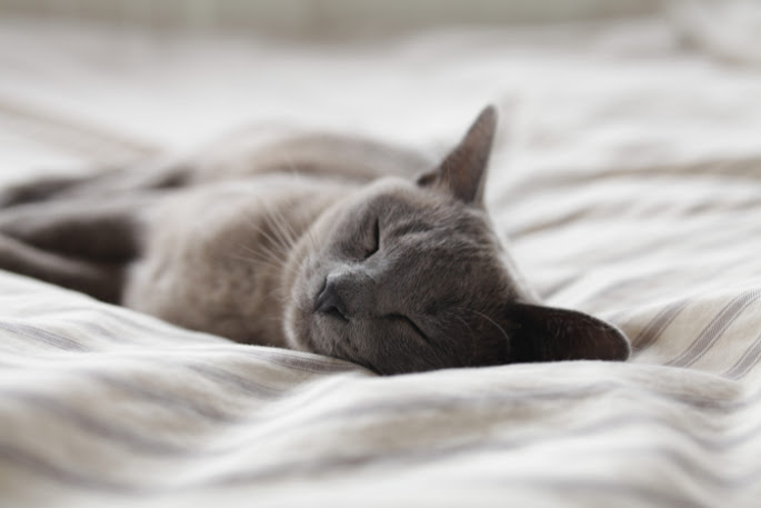 Discover the many ways owning a cat can improve your mental and physical health, from stress relief to cardiovascular benefits. Learn more now