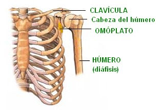 huesos que conforman la articulación del hombro