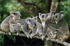 koala albino lucu bear bag baby pets australia animal wallpaper