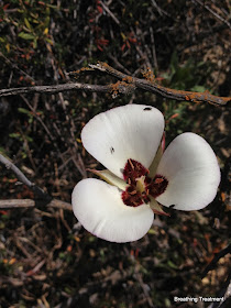 Mariposa Lily (Calochortus catalinae)  ?