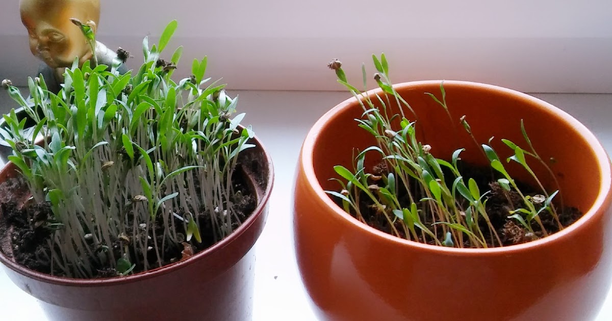 how can i grow curry leaves at home