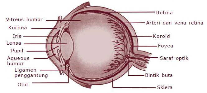 Bagian bagian Mata beserta Fungsinya Berpendidikan