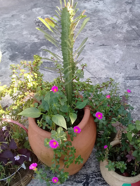 À frente do vaso, com flores cor-de-rosa, vemos as mais que conhecidas Onze-horas, Portulaca umbraticola. Tenho essas lindinhas por toda parte e amo muito tudo isso!