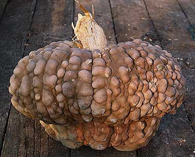 L'imponente e bitorzoluita zucca di Chioggia. Foto di Andrea Mangoni.