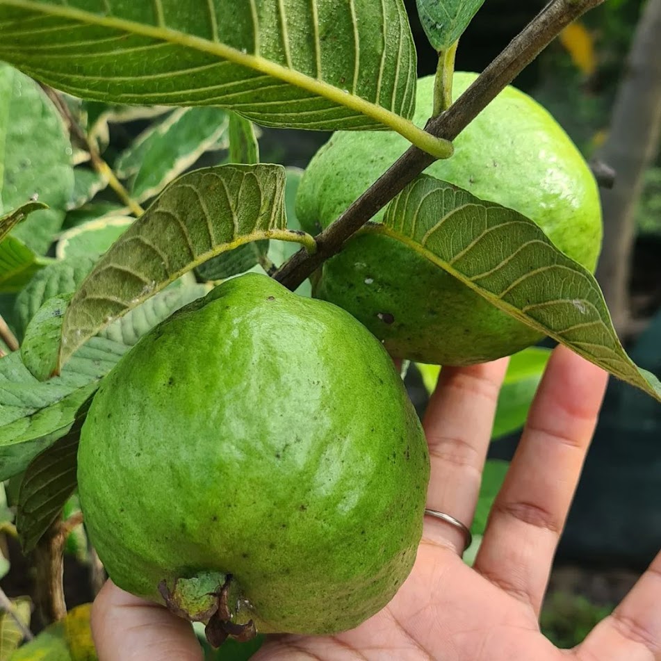 bibit jambu kristal cangkok super unggul Batu