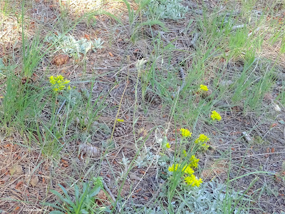 sedums under the pines