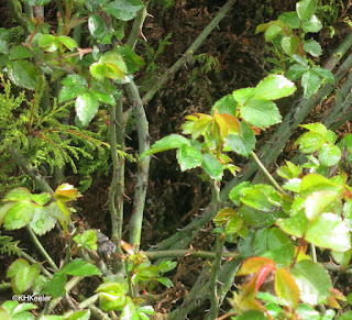 rose leaves