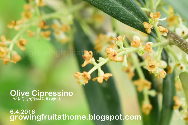 オリーブのチプレッシーノの花-Cipressino-Olive