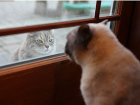 Foto kucing di balik jendela 05