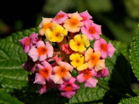 Tembelekan (Lantana camara L.)