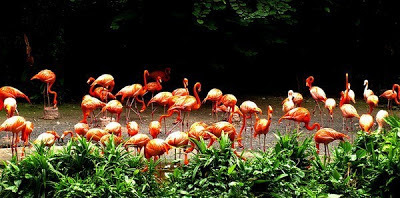 Flamingo - Burung Pink Yang Terkenal