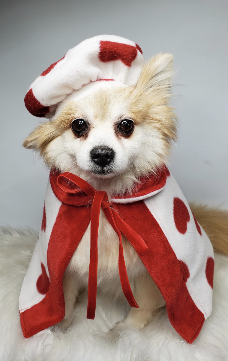 Valentine's Day Fashion for Dog lovers
