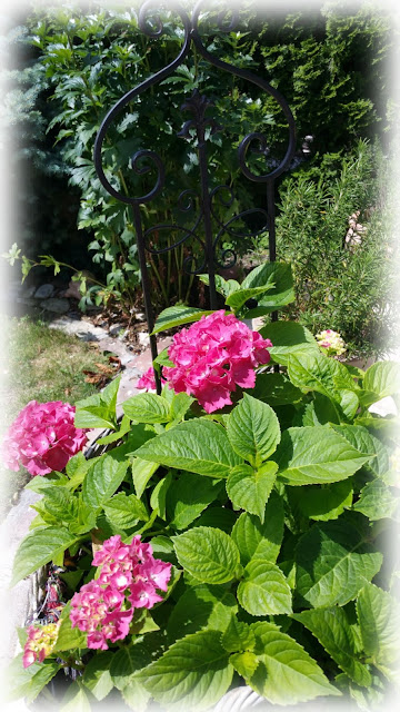 Hortensie mit Rankgitter Lille Hus