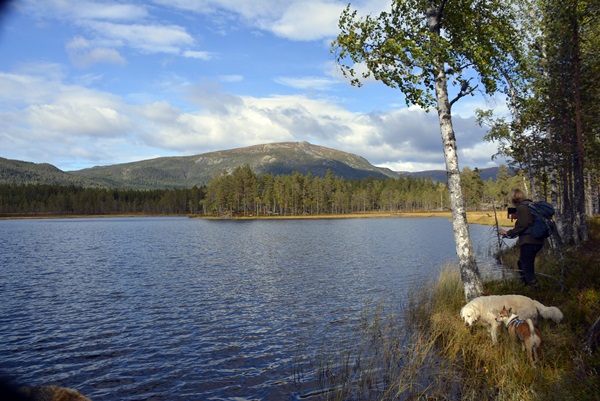 Gulsvik lundehund