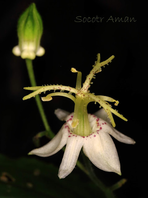 Tricyrtis macropoda