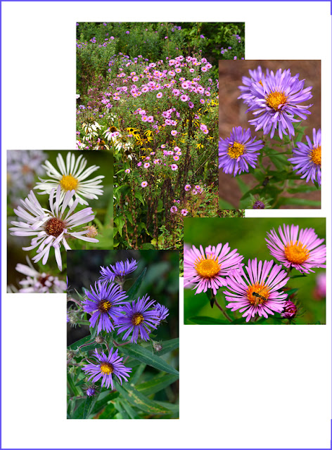 native aster New England Aster 