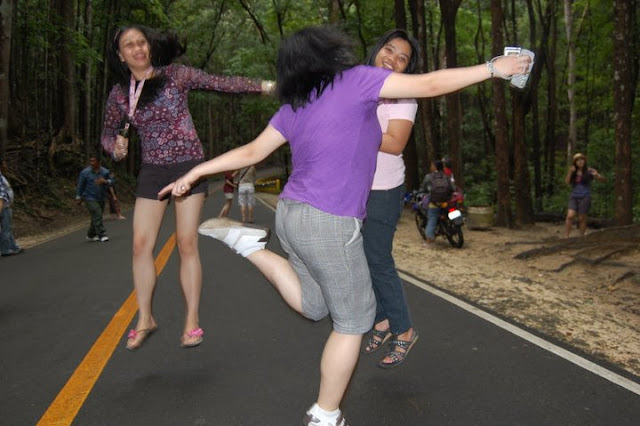 mahogany forest bohol