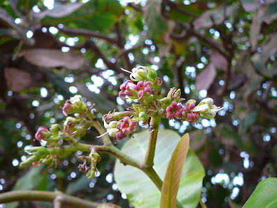 Цветки Anacardium occidentale