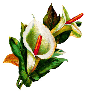 flower calla lily botanical image clipart digital download transfer