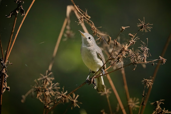 Blue-Gray Gnatcatcher.