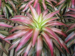 Bromelia