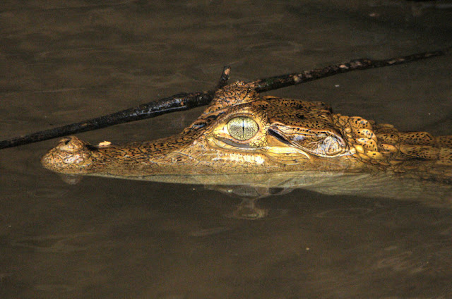 Jacaretinga - Caiman crocodilus - Amazonia