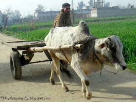 Ox Cart Pic