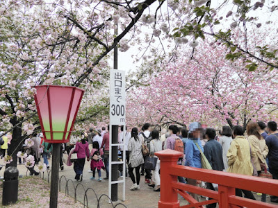 大阪造幣局 桜の通り抜け