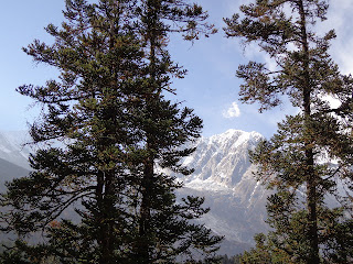 Manaslu trekking photos with Alpine trees