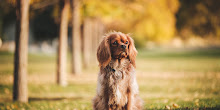 Cute Small Dog Sitting on Grass