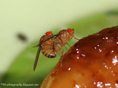 Drosophila melanogaster Mating