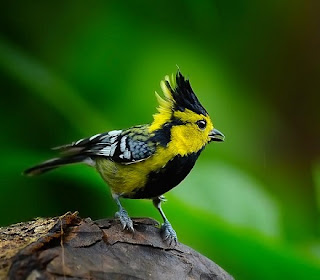 genus Machlolophus bersama dengan burung White-naped tit, Machlolophus nuchalis Yellow tit (Machlolophus holsti), Himalayan black-lored tit (Machlolophus xanthogenys), dan Indian black-lored tit (Machlolophus aplonotus).