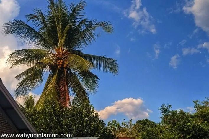 Pohon kelapa tetangga di samping rumah.