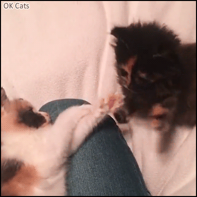 Cute Kitten GIF • Funny playful babies. So many high fives for these 2 snuzzy kitties [ok-cats.com]