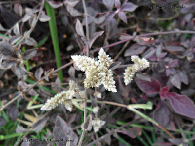 Little ruby, Alternanthera dentata, Bangladesh, Amaranthaceae