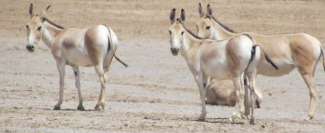 Onagro persa um equídeo a beira da extinção