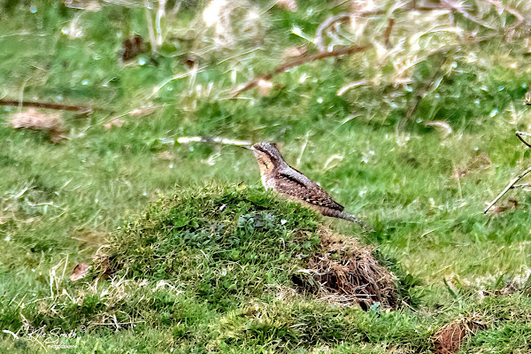 Wryneck