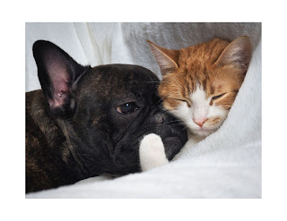 a brown french bulldog with a calico cat