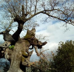 Δέντρα μνημεία της φύσης σε Μαγγανιακό  και Άνω Κοντογόνι Μεσσηνίας