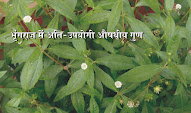 भृंगराज में अति-उपयोगी औषधीय गुण very useful medicinal properties in Bhringraj in hindi, भृंगराज के फायदे benefits of bhringraj in hindi, भृंगराज शरीर को नुकसान पहुंचाने वाले हानिकारक पदार्थों को शरीर से बाहर करता है bhringraj removes harmful substances that harm the body in hindi, भृंगराज लीवर को हेपेटाइटिस सी जैसे वायरल संक्रमण से भी बचाता है bhringraj also protects the liver from viral infections like hepatitis C in hindi, भृंगराज त्वचा के कटने, छिलने एवं घाव के लिए फायदेमंद bhringraj is beneficial for skin cuts, peeling and wounds in hindi, भृंगराज इम्युनिटी क्षमता बढ़ाने में मदद करता है bhringraj helps in boosting immunity in hindi, भृंगराज कफ एवं वात के लिए फायदेमंद bhringraj is beneficial forcough vat pit in hindi, भृंगराज लीवर एवं किडनी के लिए फायदेमंद bhringraj is beneficial for liver and kidney in hindi, भृंगराज नज़र तेज करने का काम करता है bhringraj works to sharpen eyesight in hindi, भृंगराज पेट दर्द के लिए फायदेमंद bhringraj is beneficial for stomach ache in hindi,  बच्चा मिट्टी खाना बंद न करें तो इसके लिए भृंगराज कारगर bhringraj is effective if the child does not stop eating soil in hindi, भृंगराज फैटी लीवर और पीलिया के लिए फायदेमंद bhringraj is beneficial for fatty liver and jaundice in hindi,  भृंगराज अपच-कब्ज के लिए फायदेमंद bhringraj is beneficial for indigestion and constipation in hindi,  भृंगराज से नुकसान harm from bhringraj in hindi,  bhringraj kya hai in hindi, bhringraj benefits in hindi,  bhringraj benefits for skin in hindi, how to use bhringraj leaves for hair growth in hindi, hair fall in hindi, bhringraj oil ke fayde in hindi, bhringraj is beneficial for long hair in hindi, सफेद बालों के लिए भृंगराज हेयर मास्क bhringraj hair mask for gray hair in hindi, भृंगराज डैंड्रफ के लिए फायदेमंद bhringraj is beneficial for dandruff in hindi, sakshambano, sakshambano ka uddeshya, latest viral post of sakshambano website, sakshambano pdf hindi,  bhringraj image,  bhringraj photo,  bhringraj jpeg,  bhringraj pdf in hindi,  bhringraj viral pdf in hindi,  bhringraj latest news hindi,