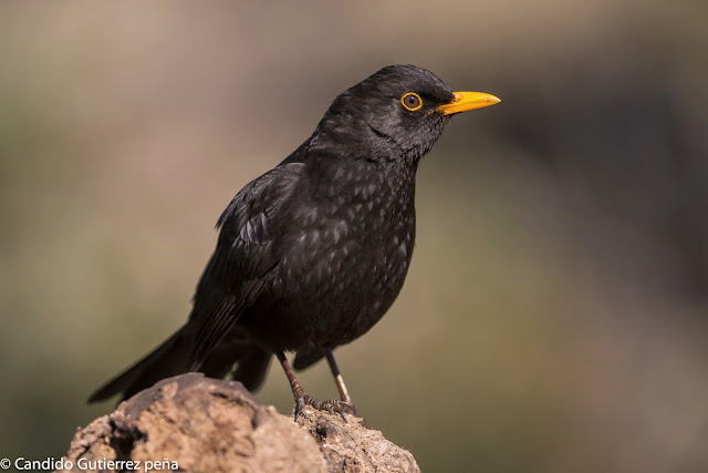 HIDE EL BARRACO, MIRLO COMÚN, PASSEIFORME, TURDIDAE, TURDUS MERULA, 