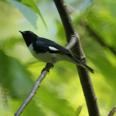 Black-throated blue warbler