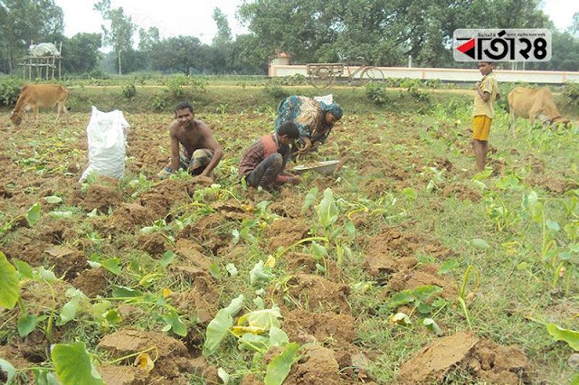 কৃষকের গুপ্তধন 'বইকচু' by তোফায়েল হোসেন জাকির