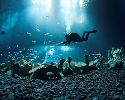 世界11大海底墳墓(三) 抹香鯨的骨骼