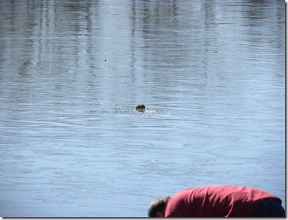 frozen pond 003
