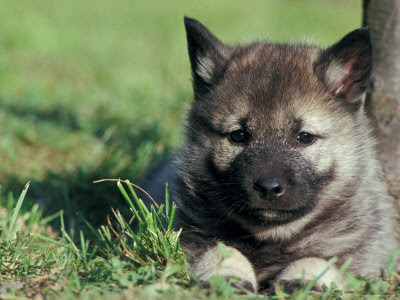 The most friendly dog is the Norwegian Elkhound....