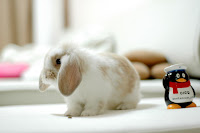 English Lop