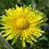 Maslačak žučanik, verižnjača, sindžirac, žuti dimac, mlječac, popina pogačica ili talijanska salata (taraxacum officinale l.)