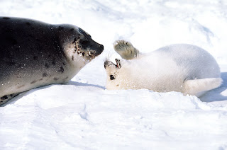 mãe foca e foquinha