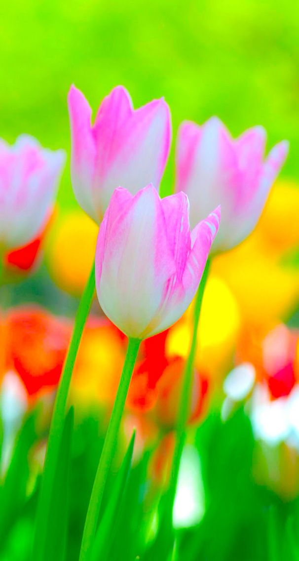 Top 10 Trending Springtime Wallpaper for iPhone and Background on Pinterest 2021